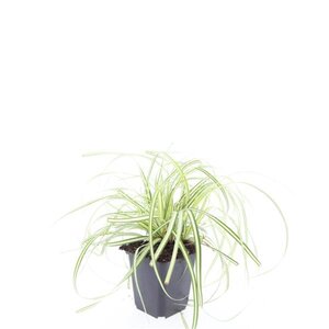 Carex oshim. 'Evergold' geen maat specificatie 0,55L/P9cm - afbeelding 6