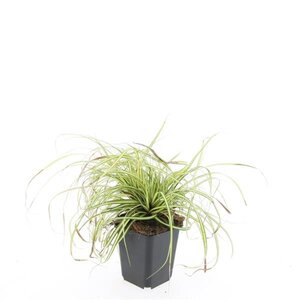 Carex oshim. 'Evergold' geen maat specificatie 0,55L/P9cm - afbeelding 5