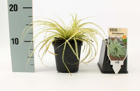 Carex oshim. 'Evergold' geen maat specificatie 0,55L/P9cm - afbeelding 9