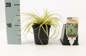 Carex oshim. 'Evergold' geen maat specificatie 0,55L/P9cm - afbeelding 9