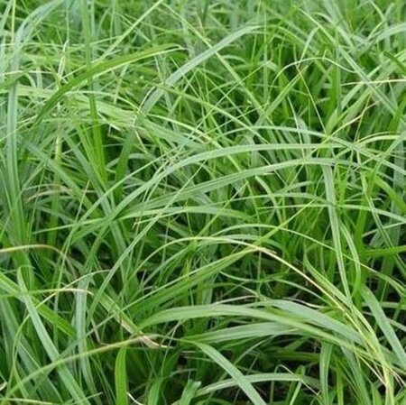 Carex oshim. 'J. S. Greenwell' geen maat specificatie 0,55L/P9cm - afbeelding 2