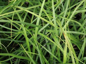 Carex oshim. 'J. S. Greenwell' geen maat specificatie 0,55L/P9cm - afbeelding 1