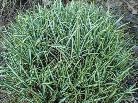 Carex ornithopoda 'Variegata' geen maat specificatie 0,55L/P9cm - image 1