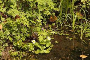 Caltha palustris alba geen maat specificatie 0,55L/P9cm - afbeelding 1