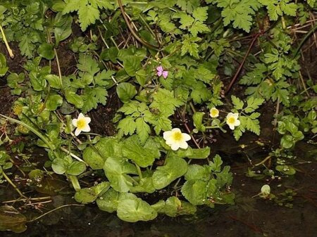 Caltha palustris alba geen maat specificatie 0,55L/P9cm - afbeelding 2