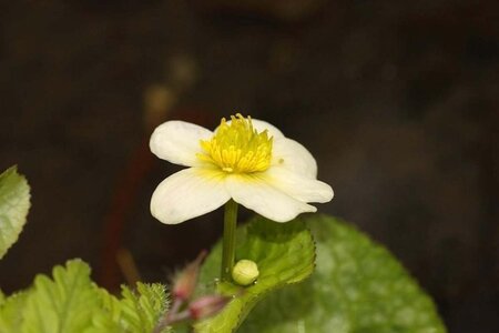 Caltha palustris alba geen maat specificatie 0,55L/P9cm - afbeelding 3