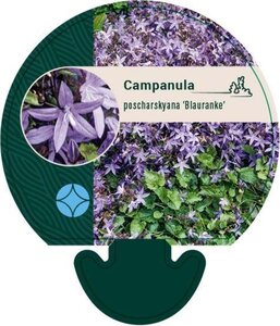 Campanula posch. 'Blauranke' geen maat specificatie 0,55L/P9cm - afbeelding 1