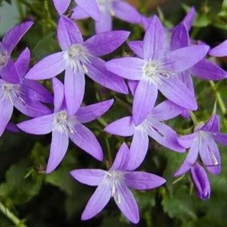 Campanula posch. 'Blauranke' geen maat specificatie 0,55L/P9cm - afbeelding 2