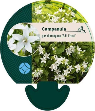 Campanula posch. 'E.H. Frost' geen maat specificatie 0,55L/P9cm