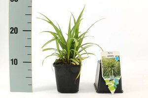 Carex pendula geen maat specificatie 0,55L/P9cm - afbeelding 8