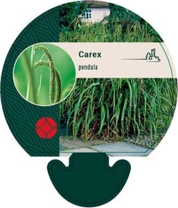 Carex pendula geen maat specificatie 0,55L/P9cm - afbeelding 5