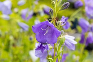 Campanula persicifolia geen maat specificatie 0,55L/P9cm - afbeelding 1