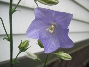 Campanula persicifolia geen maat specificatie 0,55L/P9cm - afbeelding 2