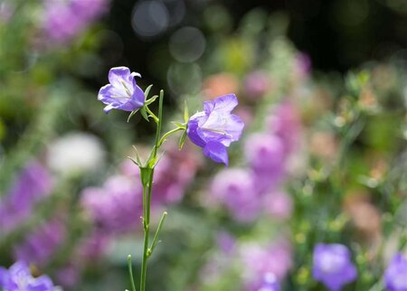 Campanula persicifolia geen maat specificatie 0,55L/P9cm - afbeelding 3