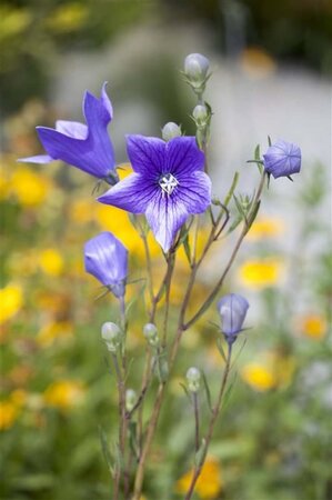 Campanula persicifolia geen maat specificatie 0,55L/P9cm - afbeelding 4