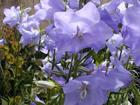 Campanula persicifolia geen maat specificatie 0,55L/P9cm - afbeelding 5