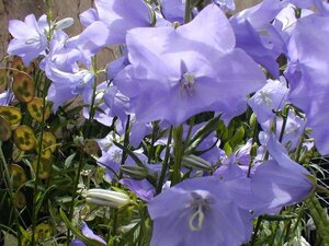 Campanula persicifolia geen maat specificatie 0,55L/P9cm - afbeelding 5