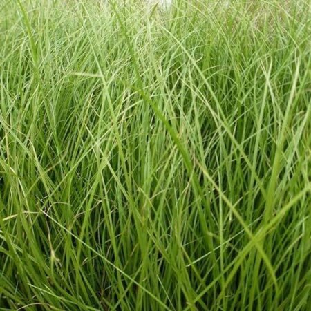 Carex 'Phoenix Green' geen maat specificatie 0,55L/P9cm