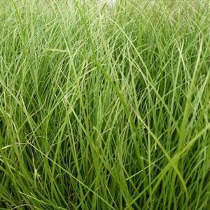 Carex 'Phoenix Green' geen maat specificatie 0,55L/P9cm