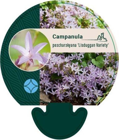 Campanula posch. 'Lisduggan Var.' geen maat specificatie 0,55L/P9cm - afbeelding 3