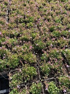 Campanula posch. 'Lisduggan Var.' geen maat specificatie 0,55L/P9cm - afbeelding 1