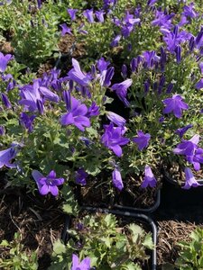 Campanula portenschlagiana geen maat specificatie 0,55L/P9cm - afbeelding 1