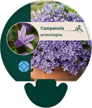 Campanula portenschlagiana geen maat specificatie 0,55L/P9cm - afbeelding 6