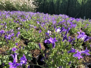 Campanula portenschlagiana geen maat specificatie 0,55L/P9cm - afbeelding 2