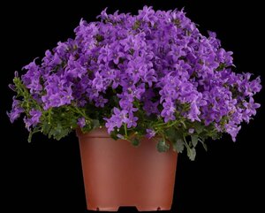 Campanula portenschlagiana geen maat specificatie 0,55L/P9cm - afbeelding 3