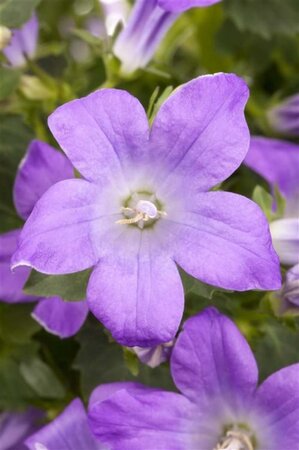 Campanula portenschlagiana geen maat specificatie 0,55L/P9cm - afbeelding 4