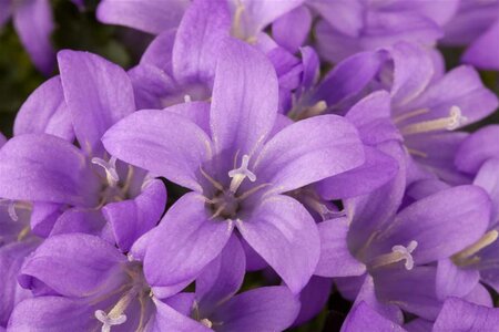 Campanula portenschlagiana geen maat specificatie 0,55L/P9cm - afbeelding 5