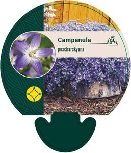 Campanula poscharskyana geen maat specificatie 0,55L/P9cm - afbeelding 6