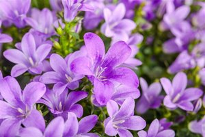 Campanula poscharskyana geen maat specificatie 0,55L/P9cm - afbeelding 1