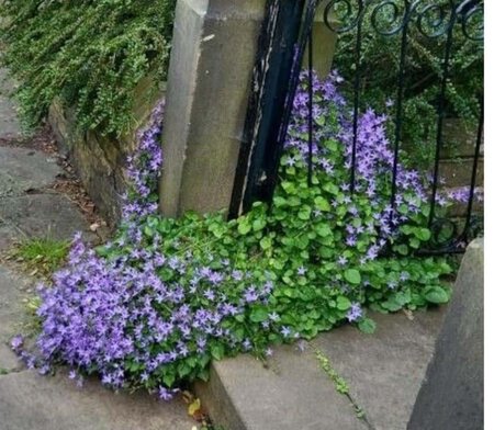 Campanula poscharskyana geen maat specificatie 0,55L/P9cm - afbeelding 4