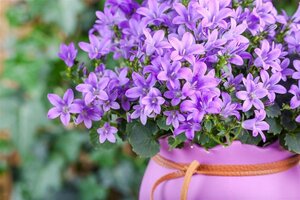 Campanula poscharskyana geen maat specificatie 0,55L/P9cm - afbeelding 2