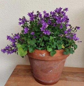 Campanula poscharskyana geen maat specificatie 0,55L/P9cm - afbeelding 5