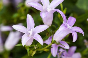 Campanula poscharskyana geen maat specificatie 0,55L/P9cm - afbeelding 3