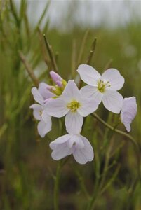 Cardamine pratensis geen maat specificatie 0,55L/P9cm - afbeelding 1