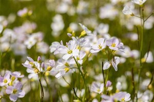 Cardamine pratensis geen maat specificatie 0,55L/P9cm - afbeelding 2