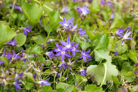 Campanula posch. 'Stella' geen maat specificatie 0,55L/P9cm - afbeelding 1