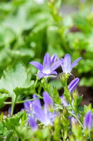 Campanula posch. 'Stella' geen maat specificatie 0,55L/P9cm - afbeelding 2