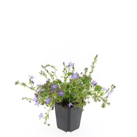 Campanula posch. 'Stella' geen maat specificatie 0,55L/P9cm - afbeelding 7