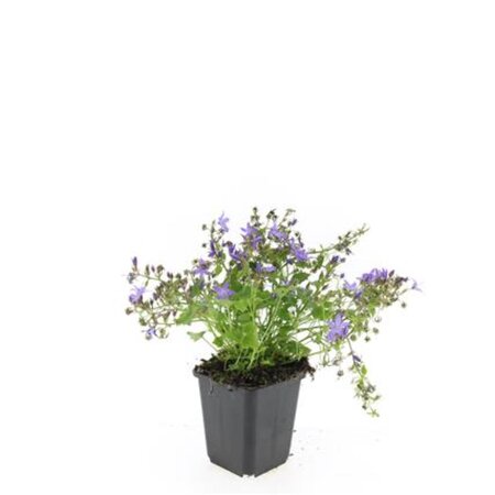 Campanula posch. 'Stella' geen maat specificatie 0,55L/P9cm - afbeelding 8