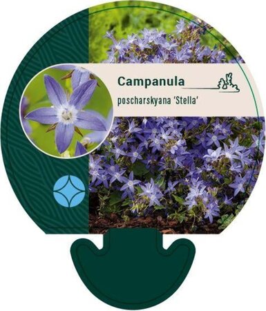 Campanula posch. 'Stella' geen maat specificatie 0,55L/P9cm - afbeelding 4