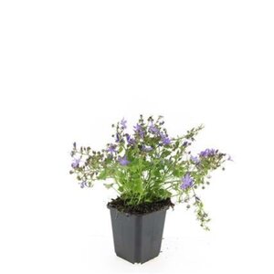 Campanula posch. 'Stella' geen maat specificatie 0,55L/P9cm - afbeelding 3