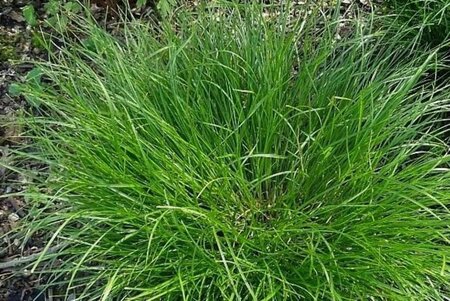 Carex remota geen maat specificatie 0,55L/P9cm