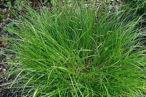 Carex remota geen maat specificatie 0,55L/P9cm