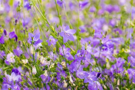 Campanula rotundifolia geen maat specificatie 0,55L/P9cm - afbeelding 1