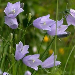 Campanula rotundifolia geen maat specificatie 0,55L/P9cm - afbeelding 4