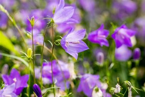 Campanula rotundifolia geen maat specificatie 0,55L/P9cm - afbeelding 2